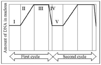 <strong>Use the figure to answer the question below. In the figure, G1 is represented by which numbered part(s) of the cycle?</strong> A) I and V B) II C) III D) IV