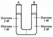 <strong>The solutions in the two arms of this U-tube are separated by a membrane that is permeable to water and glucose but not to sucrose. Side A is half-filled with a solution of 2 M sucrose and 1 M glucose. Side B is half-filled with 1 M sucrose and 2 M glucose. Initially, the liquid levels on both sides are equal. In the U-tube illustrated above, ________.</strong> A) side A is hypertonic to side B B) side A is hypotonic to side B C) side A is isotonic to side B D) side A is more turgid than side B
