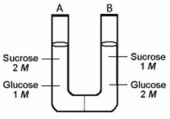<strong>The solutions in the two arms of this U-tube are separated by a membrane that is permeable to water and glucose but not to sucrose. Side A is half-filled with a solution of 2 M sucrose and 1 M glucose. Side B is half-filled with 1 M sucrose and 2 M glucose. Initially, the liquid levels on both sides are equal. When the system illustrated above reaches equilibrium, the sugar concentrations on both sides of the U-tube will be ________.</strong> A) 2 M sucrose, 1 M glucose B) 1 M sucrose, 2 M glucose C) 1 M sucrose, 1 M glucose D) 1.5 M sucrose, 1.5 M glucose