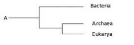<strong>Use the following phylogenetic tree figure to answer the question. The phylogenetic tree ________.</strong> A) depicts that Archaea is closer to Bacteria than Eukarya B) depicts that Eukarya is closer to Bacteria than Archaea C) includes unicellular and some forms of multicellular life, but not complex animals and plants D) includes every single life form on Earth