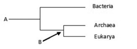 <strong>Use the following phylogenetic tree figure to answer the question. 'A' is ________; 'B' is ________.</strong> A) the most recent species to evolve on Earth; an ancestor of group 'A' B) the most recent species to evolve on Earth; the last common ancestor of Archaea and Eukarya C) the common ancestor of all life; the common ancestor of Bacteria and Archaea D) the common ancestor of all life; the last common ancestor of Archaea and Eukarya