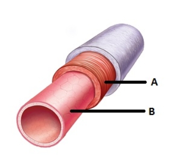 If the figure shown is an elastic artery, the layer letter B is pointing to is composed of