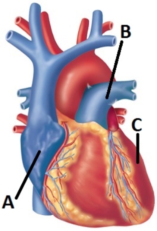 <strong>  Letter B delivers blood</strong> A) from the left ventricle to the body. B) from the left ventricle to the lungs. C) from the right ventricle to the lungs. D) from the right atrium to the vena cava. E) from the right atrium to the body. <div style=padding-top: 35px> 