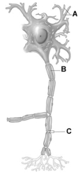 <strong> The letter B represents what structure on this figure of a neuron?</strong> A) dendrite B) axon C) collateral branch of axon D) Node of Ranvier