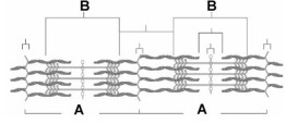 <strong> The letter A in this figure represents</strong> A) the A band. B) the M line. C) a sarcomere. D) the I band. E) a Z disk.