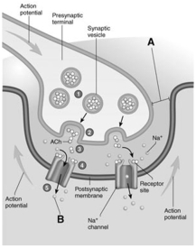 <strong> The letter B in this figure represents</strong> A) action potential. B) synaptic vesicles. C) acetylcholine molecules. D) synaptic cleft. E) sodium ions.