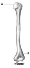   -This figure illustrates the