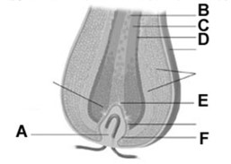 <strong> In the figure, the letter B best represents the</strong> A) cortex. B) cuticle. C) papilla. D) arrector pili muscle. E) medulla.