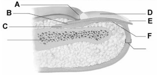 <strong> In the figure, the letter A best represents the</strong> A) nail bed. B) nail root. C) nail matrix. D) free edge. E) eponychium.