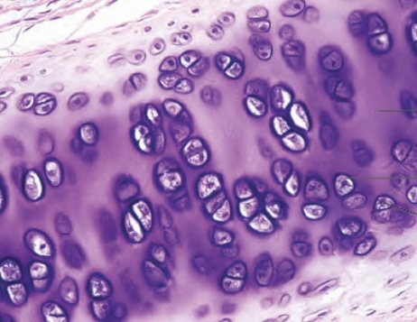   -The connective tissue shown in the diagram is found