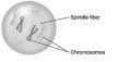 <strong> This diagram best shows a cell during _________ of mitosis.</strong> A) anaphase B) metaphase C) prophase D) telophase