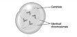 <strong> This diagram best shows a cell during _________ of mitosis.</strong> A) anaphase B) metaphase C) prophase D) telophase