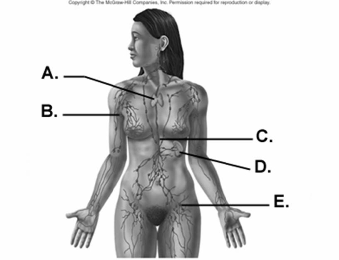   -What does B represent on the diagram?