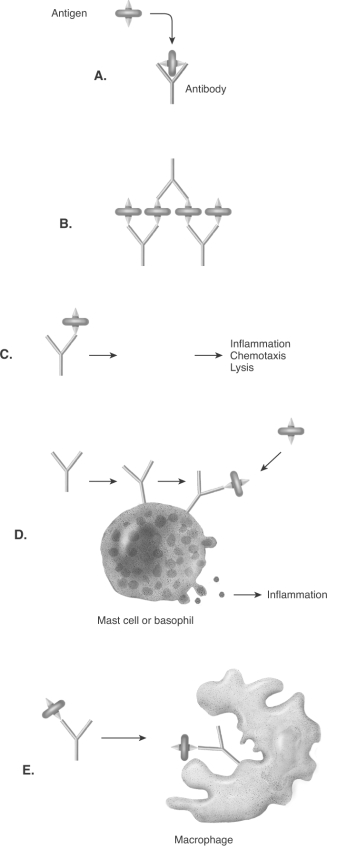   -This diagram illustrates the effects of antibodies. What effect does B represent?