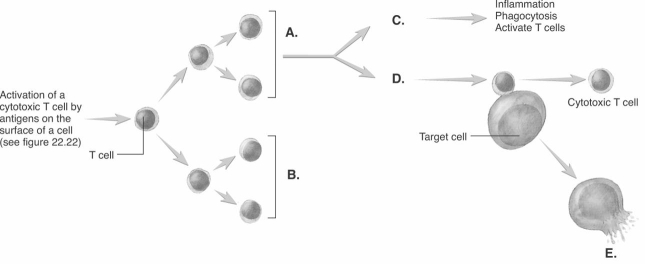   -The diagram illustrates the stimulation and effects of T cells. What does A represent?