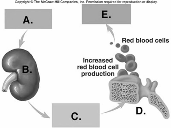 -On the diagram of RBC production, what does D represent?