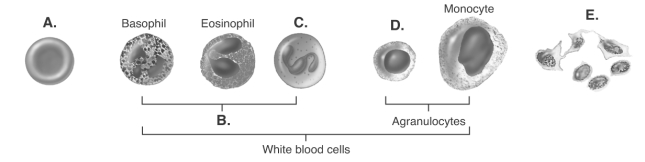 -These cells are produced by hematopoiesis. What does C represent?