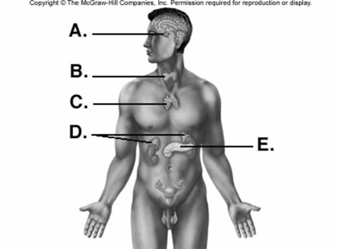 <strong> What is E on the diagram?</strong> A) pancreas B) adrenals C) pituitary D) thyroid E) thymus