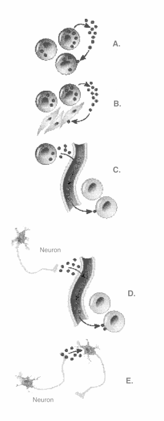<strong> The illustration depicts five types of intercellular chemical signals. What kind of signal does A represent?</strong> A) paracrine B) neurotransmitter C) neuropeptide D) autocrine E) endocrine