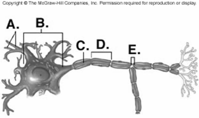   -Identify structure A on the neuron.