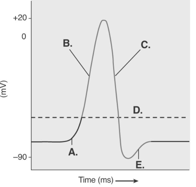 -The figure illustrates the Action Potential. What does D represent?