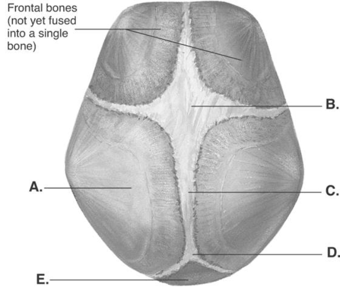 -The figure illustrates bones, fontanels, and sutures on the fetal skull. What does B represent?