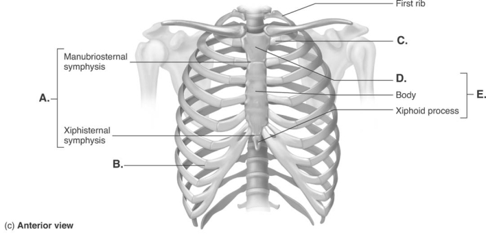 -The figure illustrates the joints and bones of the rib cage. What does A represent?