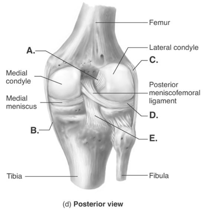 -The figure illustrates a posterior view of the right knee joint. What does C represent?