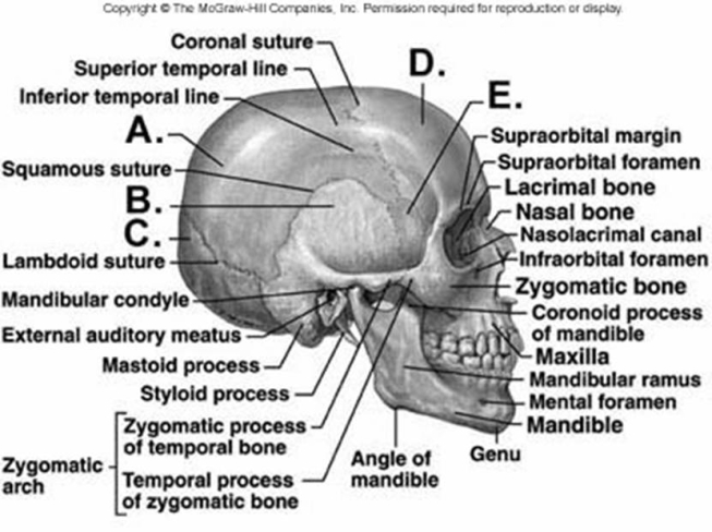   -What does structure E represent?