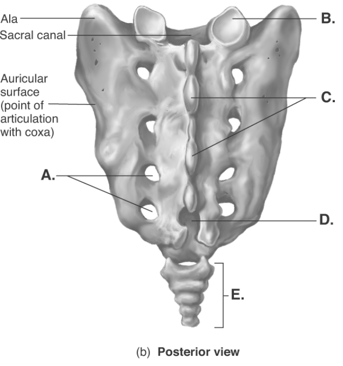 -The figure illustrates the sacrum. What structure does B represent?