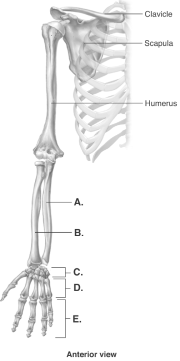 -The figure illustrates bones of the right upper limb. What does B represent?