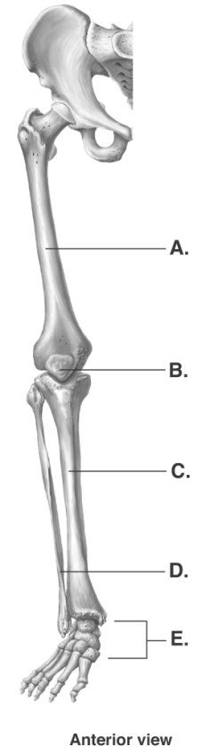 -The figure illustrates bones of the right lower limb. What does A represent?