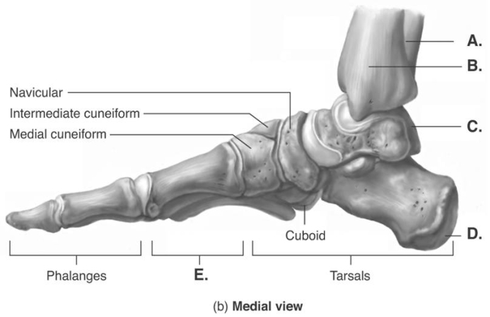 -The figure illustrates a medial view of bones of the right foot. What does D represent?