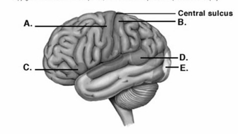   -Label area D on the cerebral cortex.