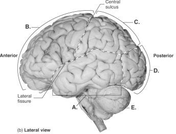 -This is a lateral view of the brain.What does E represent?