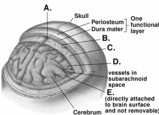  -What does B represent on the diagram of the skull and brain?