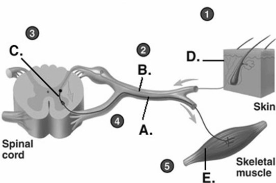 <strong> Label component A on the reflex arc.</strong> A)sensory receptor B)effector organ C)sensory neuron D)motor neuron E)interneuron