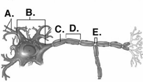   -Identify structure A on the neuron.