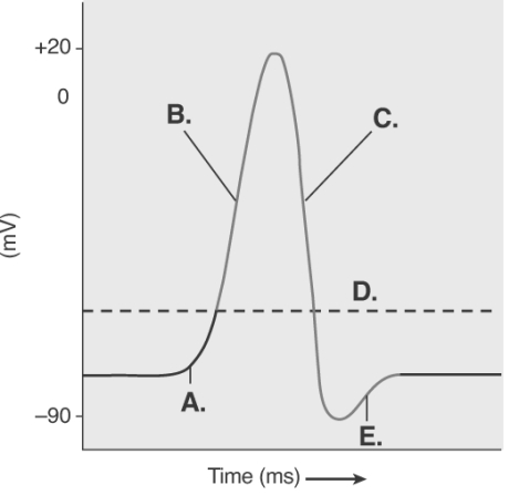 -The figure illustrates the Action Potential.What does C represent?