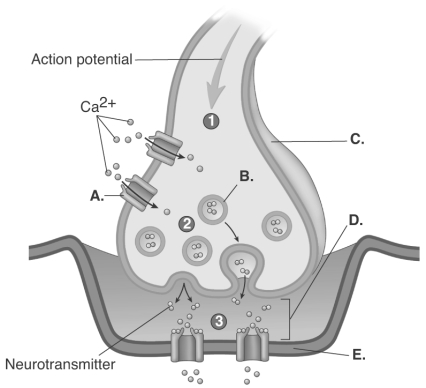-The figure is a process figure of the chemical synapse.What does D represent?