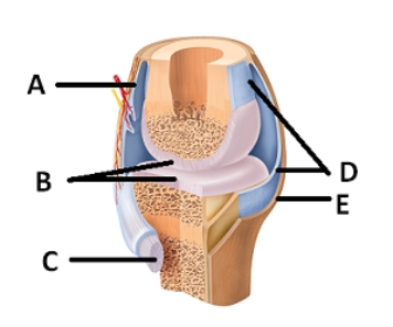   -What does structure B represent on the diagram?