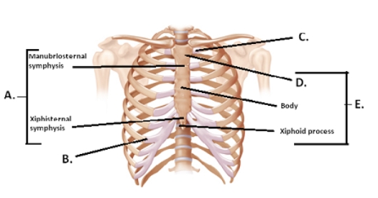   -The figure illustrates the joints and bones of the rib cage.What does A represent?