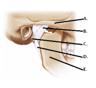   -The figure illustrates structures in the right temporomandibular joint (lateral view).What does C represent?