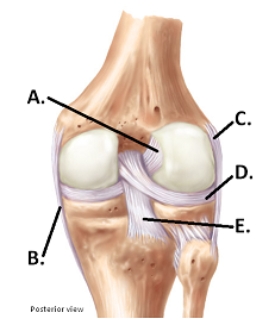   -The figure illustrates a posterior view of the right knee joint.What does D represent?