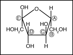 <strong>This figure is used in questions . The configuration around which carbon atom shown in the figure above determines whether this is a D or an L sugar?</strong> A)A B)B C)C D)D E)E