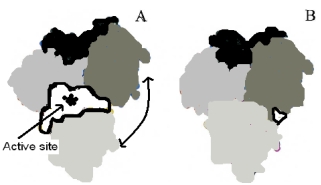 <strong>The enzyme pictured below is shown in two configurations, A (open)and B (closed).Upon binding substrate in the active site, the enzyme converts the structure shown in B.Which of the following is true based on the given information?  </strong> A)The enzyme requires a high concentration of substrate to function B)This example exemplifies the lock-and-key model. C)This enzyme must require ATP. D)This example exemplifies the of induced fit model. E)None of these are true. <div style=padding-top: 35px> 