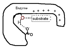 <strong>The following diagram shows a portion of a reaction sequence of an enzyme.What type(s)of catalysis is (are)occurring in this first step?  </strong> A)proximity catalysis B)acid-base catalysis C)covalent catalysis D)All of the above are occurring. E)None of the above is occurring. <div style=padding-top: 35px> 