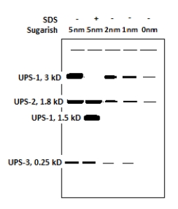 <strong>Recently a researcher has discovered several unidentified proteins (UPS-1 through UPS-3)that are up regulated (produced in higher levels)by the cell in response to the inclusion of high levels of an artificial sweetener called sugarish.The research ran a PAGE gel of the protein samples after the cells were treated with different concentrations of sugarish (0-5 nm).One sample was also treated with the detergent SDS.The results are shown below.Which of the following are possible conclusions given these results and the knowledge you have gained from this chapter?   I.UPS-1 functions as a dimer. II.UPS-1 interacts with UPS-2. III.UPS-1 interacts with UPS-3. IV.UPS-2 interacts with UPS-3.</strong> A)I, II, III, IV B)II, III, IV C)I, II D)I, III E)II, III <div style=padding-top: 35px> 
