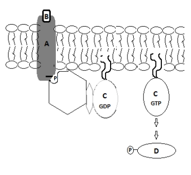 <strong>Based on the following figure, which of the following are possible?   I.A could be adenylate cyclase. II.B is a receptor protein. III.C could be an inactive Ras protein. IV.D could be an SH2 domain.</strong> A)I, II, III, IV B)I, II, III C)II, III, IV D)I only E)III only <div style=padding-top: 35px> 