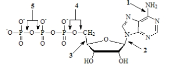 Which of the numbered arrows in the figure points toward a high-energy phosphoanhydride bond?
